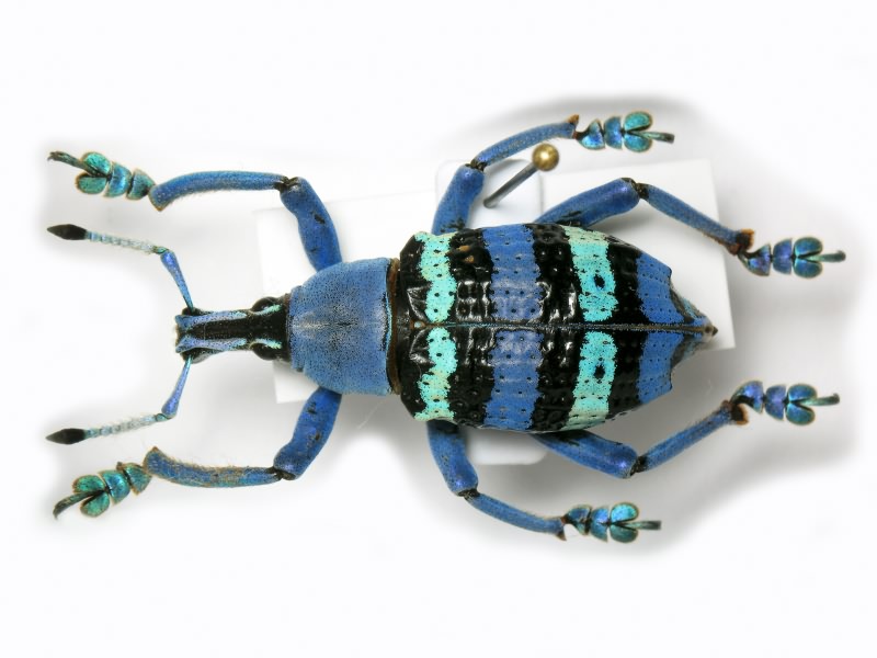 Eupholus magnificus Kirsch, 1877